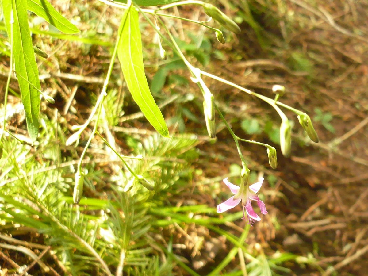 Prenanthes purpurea (Asteraceae)